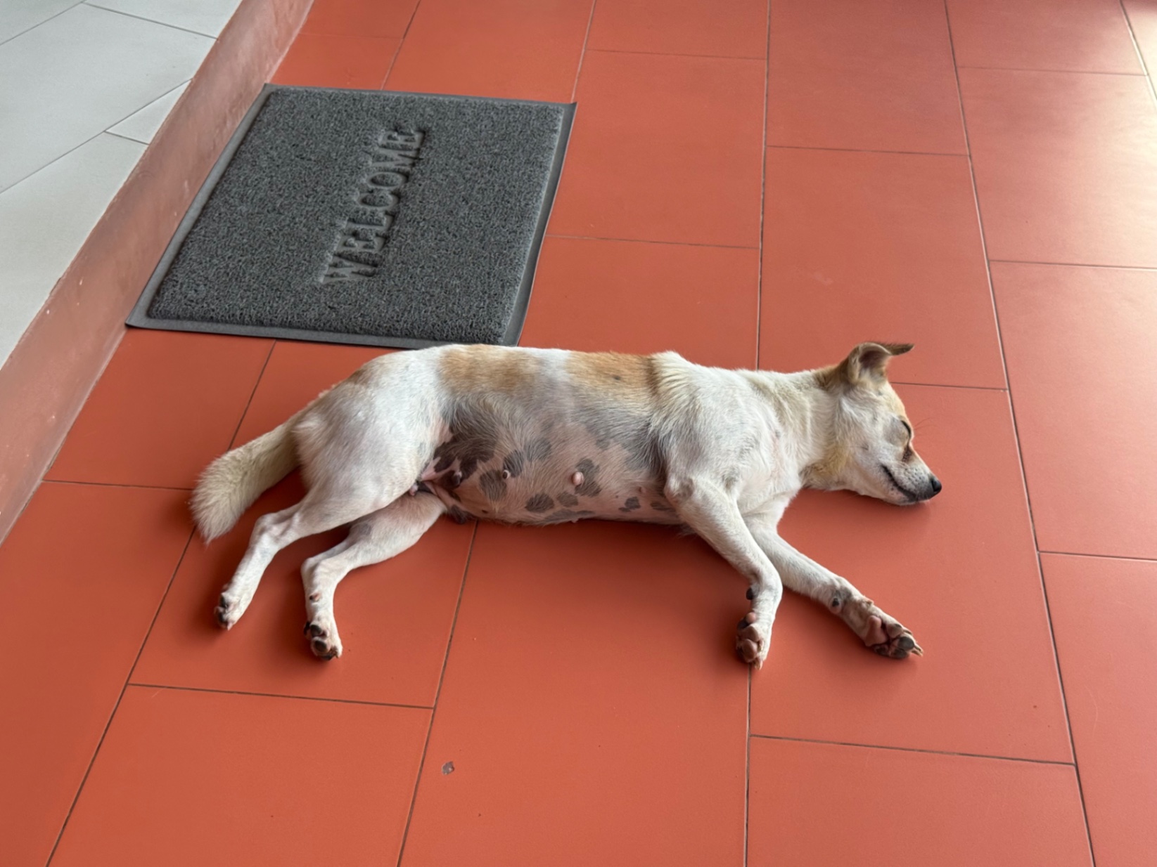 清迈看房
